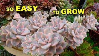 PROPAGATE SUCCULENT  LIKE A PRO - Variegated Graptopetalum Bernalense