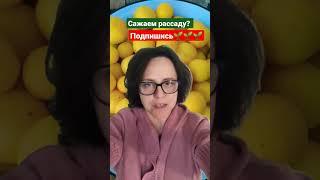 САЖАЕМ РАССАДУ!? КОРОТКО И ЯСНО!