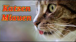 Katzen Miauen - Spielen Sie dieses Video ab - und deine Katze kommt sofort zu dir!