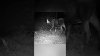 Mature bull on the trail