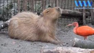 CAPYBARA being FRIENDS with other ANIMALS 