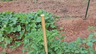 What's growing in the Garden