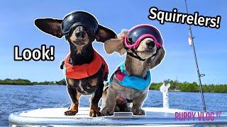 Ep#9: The Dogs Go to Florida, Find SQUIRRELERS! - Cute Puppy Vlog