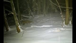 Super Red Fox (very healthy) on snow