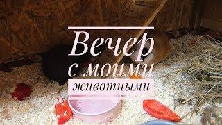 МОЙ ВЕЧЕР СО ВСЕМИ ПИТОМЦАМИ: МОРСКИЕ СВИНКИ, ДЕКОРАТИВНАЯ КРЫСА