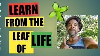 Learn To Use The Power Of The Leaf Of Life To Overcome Babylon Oppression