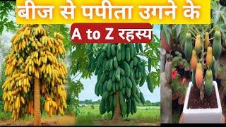 Great method of propagation papaya trees। Grow PAPAYA from SEEDS। Ready to grow papaya trees at home