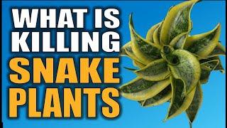 How You’re Killing your Snake Plant