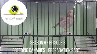 The Canary Room Season 6 Episode 3 - Preparing Canaries for Breeding Part 1