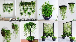 5 Money Plants Hanging & Decoration Ideas For Your Indoor | Money Plants Growing Ideas//GREEN PLANTS