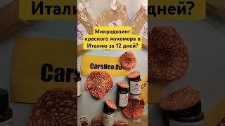 Микродозинг красного мухомора в Италию за 12 дней? #микродозингмухомора #ежовик #Италия