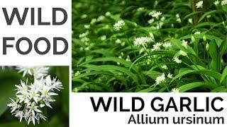 Wild Garlic Foraging - UK Foraging and Wild Food Guide