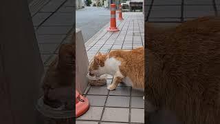 #대마도길고양이#고양이