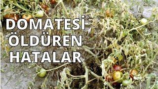 Mistakes That Kill Tomato Seedlings I Do Not Surrender to Early Blight #tomato #tomatocultivation