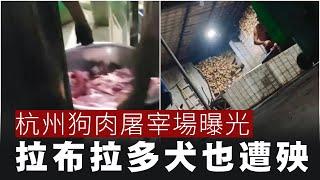 【黄標2B】杭州狗肉屠宰場曝光！拉布拉多犬也遭殃！小狗屠夫當眾剝皮惡言相向！23/11/2024