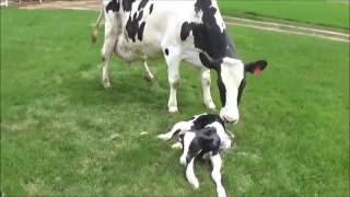 Cow Giving Birth To A Calf | The Calving Process