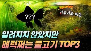 대중적이지 않은데 매력 넘치는 물고기 TOP3를 소개합니다 물고기 키우기 쉬운종류 (구피 베타 금붕어 아님)