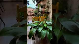 Terrace Garden Plants Ideas | Kanishka Hi-Tech Nursery | Greater Noida #shorts #shortsviral