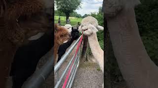 Alpacas are coming back together after being sheared!