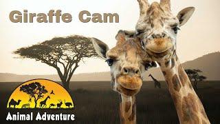 Giraffe Deck Cam - Animal Adventure Park