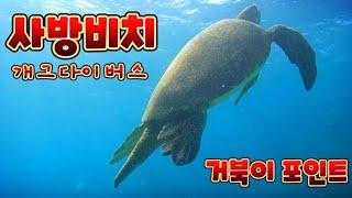 사방비치 거북이 포인트. GAG DIVERs SCUBA TEAM.