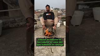 amazing pigeon tips  | #pigeontips #pigeon #kabootar #kabootarbazi #shorts