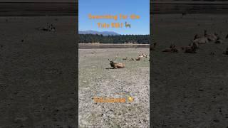 Flying the Chief to Gravelly Valley to find the Tule Elk!