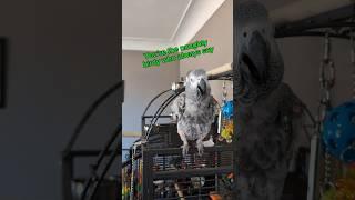 Bird Talking About Her Friend Cairo  #talkingparrot #funnyparrot #birds #africangray @cairothegrey