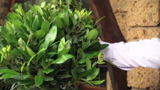 Bay Tree 'Laurus Nobilis'