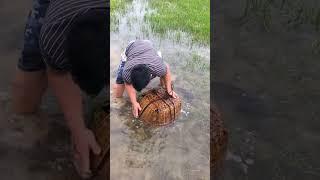 wow Super Big Fishing Catfish Net fishing with Phann Phuy Fishing