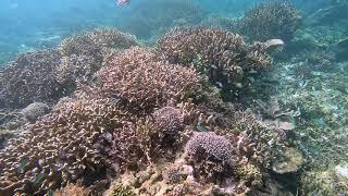 Snorkelling at Piaynemo, Raja Ampat, Indonesia: A Slow Television View of Life Underwater