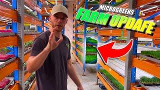 Farm Tour In A Vertical Farm Growing Microgreens And Mushrooms