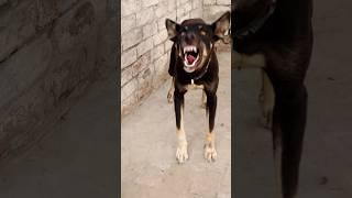 "Real Aggressive Dog Reaction! | Barking Sound & Handling Tip #shorts"