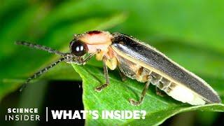 What's Behind The Firefly's Glow | What's Inside?