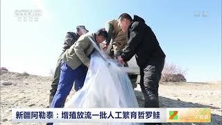 [中国三农报道]新疆阿勒泰：增殖放流一批人工繁育哲罗鲑|农业致富经 Agriculture And Farming