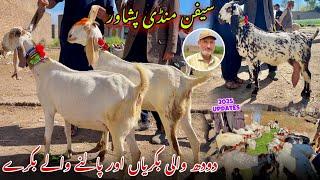 Dairy Goats New Updates 2025 | Saifan Bakra Mandi Peshawar | Khyber Social Tv