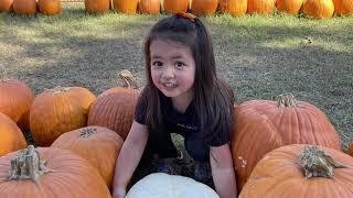 Amazing Grace Family Farms /Corn Maze and Pumpkin Patch, Farm Animals and More