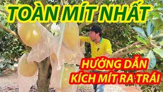 MÍT RUỘT ĐỎ INDO LÀM TRÁI BÁN THÁNG 7 khi nào làm được? Hướng dẫn kỹ thuật làm bông mít ruột đỏ