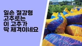 고추중에서  와!크다 고추  순돌이와 대근이 내년엔 이렇게 심어 볼까합니다