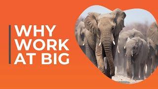 Why You Should Work at BIG | The Best Place to Work in Insurance Canada