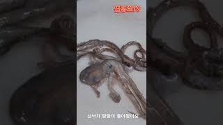 중국산 산낙지 두마리 16000원 탕탕이  국내산 낙지는 너무 비싸