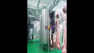 WFA beef carcass washing machine of cattle slaughtering machine in halal slaughtering plant