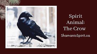 Animal Spirit Guide: The Crow (Shamanic Power Animal). Crow Symbolism. Raven Symbolism