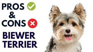 Biewer Terrier Breed Pros and Cons | Biewer Terrier Advantages and Disadvantages  #AnimalPlatoon