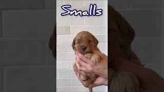 Smalls - Male Mini Goldendoodle #dogsofyoutube #doodle #puppies #dogs #goldendoodle #thesandlot