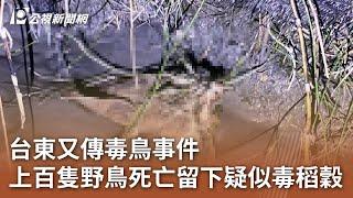 台東又傳毒鳥事件 上百隻野鳥死亡留下疑似毒稻穀｜20241018 公視中晝新聞