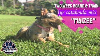 Maizee | 1yr Old Catahoula/Aussie Mix | Florida Dog Trainers