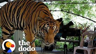 Tiger Chained Up Her Whole Life Takes Her First Free Steps | The Dodo