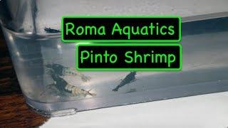 PINTOS! - Black Pinto, Black Zebra Pinto, Red Zebra Pinto, Painted Fire Red - From Shrimp Fever 