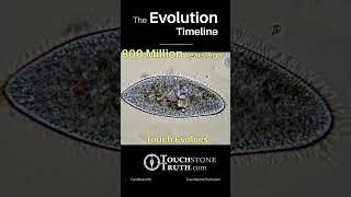 The Evolution Timeline  | @TouchstoneTruth